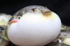 ����������� haoshilao.com