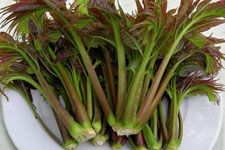 香椿芽的做法 haoshilao.com