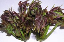香椿芽的做法 haoshilao.com