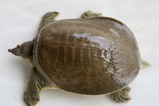 甲鱼的做法大全 haoshilao.com