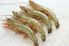 ���˴�Ϻ������ haoshilao.com