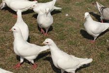 ��������������ȫ haoshilao.com